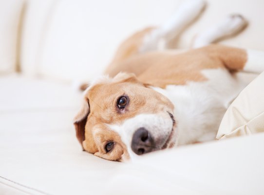 Happy dog laying upside down